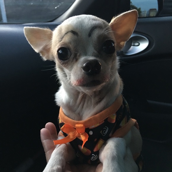 My closet is not Pet Free, A Non Smoking Home - Picture 2 of 4